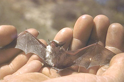 Idaho bat